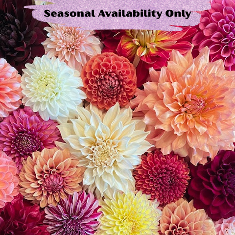 Bucket of 25 Fresh Cut Dahlias