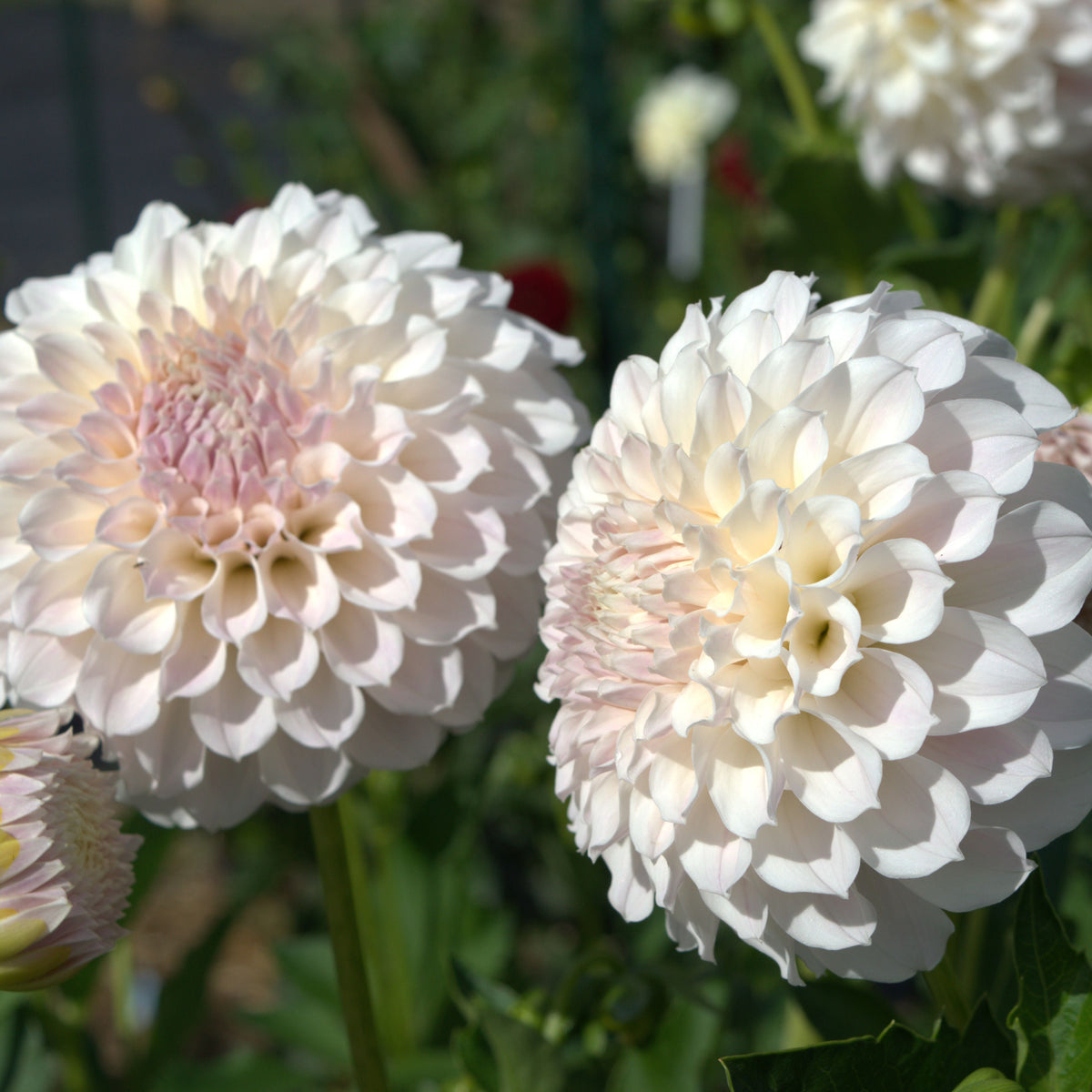 Irish Ruffles