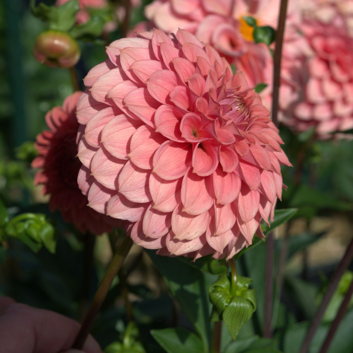 KA's® Keltie Rose