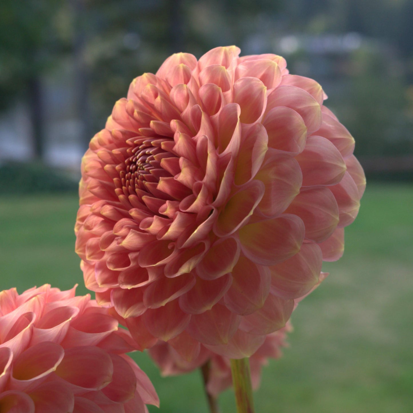 20th Ave Softer Peach
