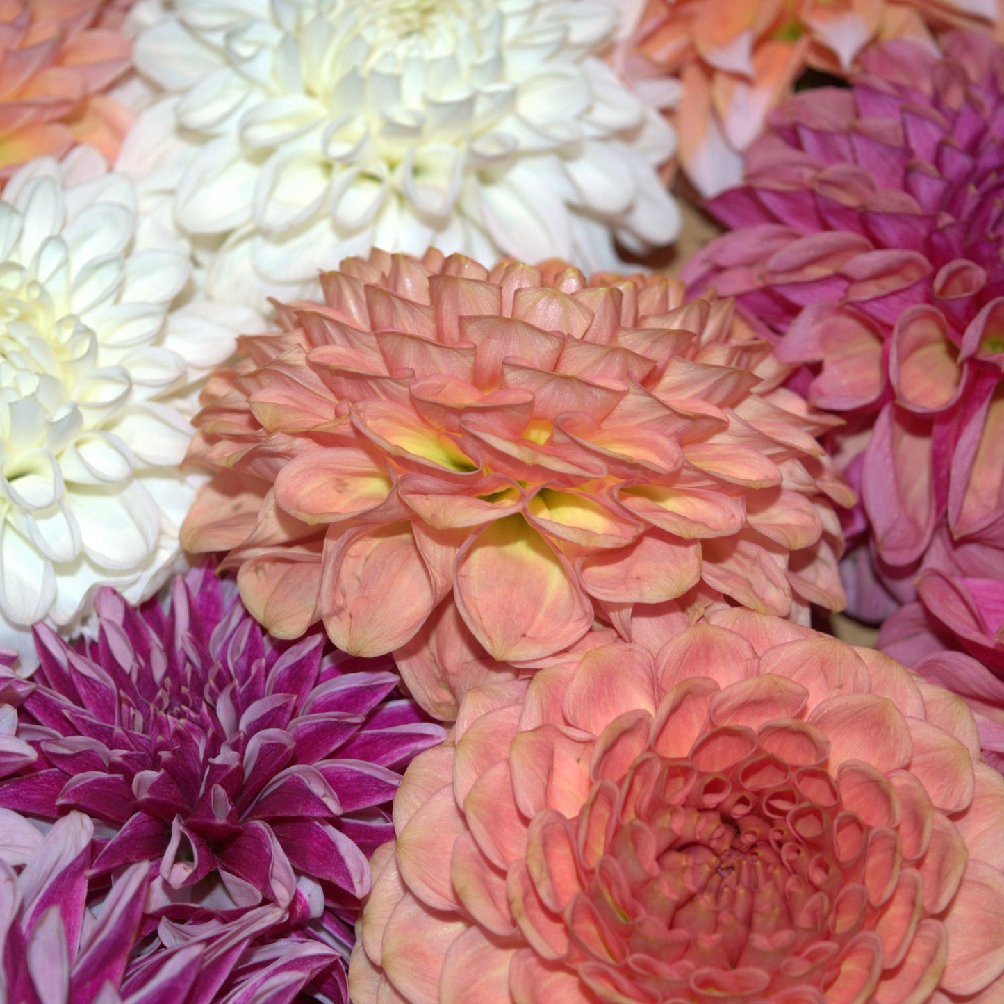 5 Stem Bunches - One for $18 or Two for $30