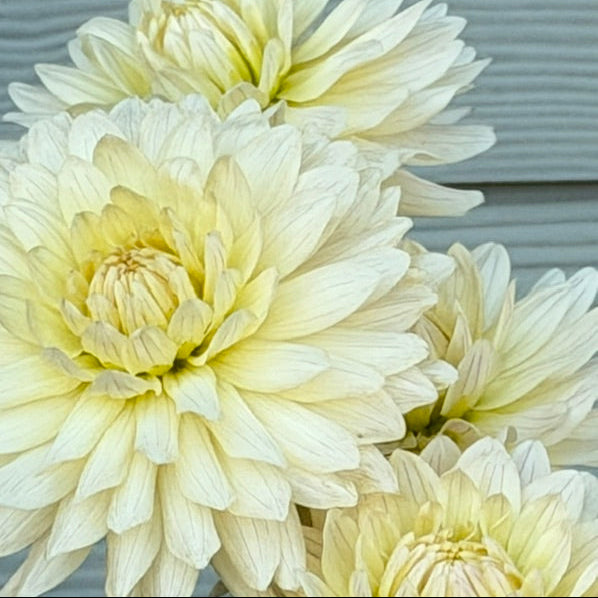 KA's® Linen