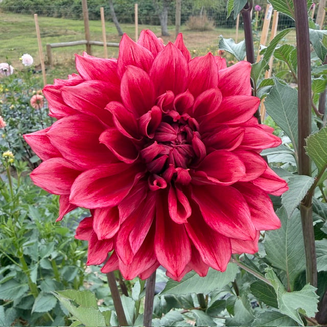 A large, vibrant red Dahlia flower in full bloom, surrounded by green garden foliage and stems.