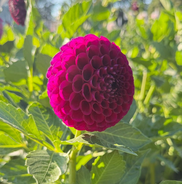 Irish Blackberry
