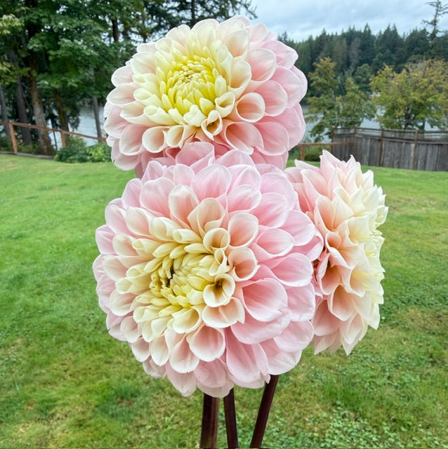 RM Ballet Blush