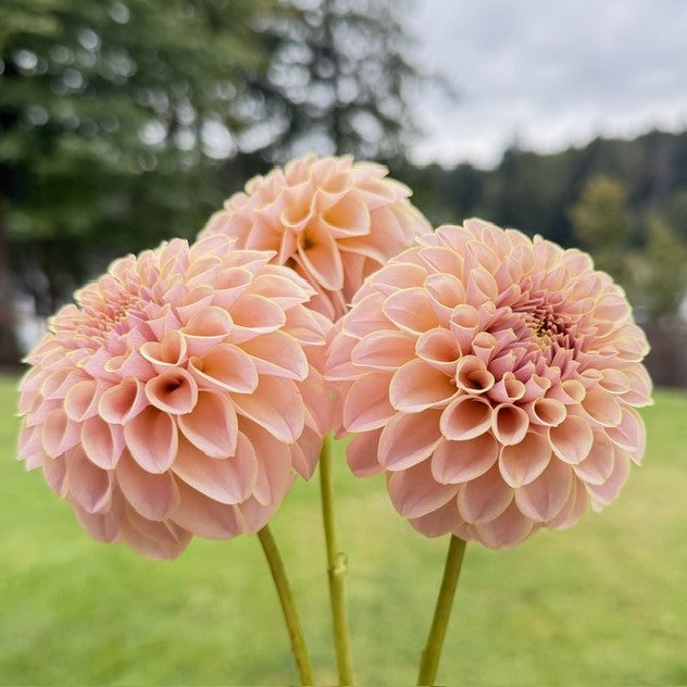KA's® Cinder Rose