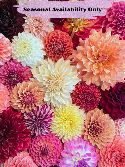 DIY Bucket of Fresh Dahlias