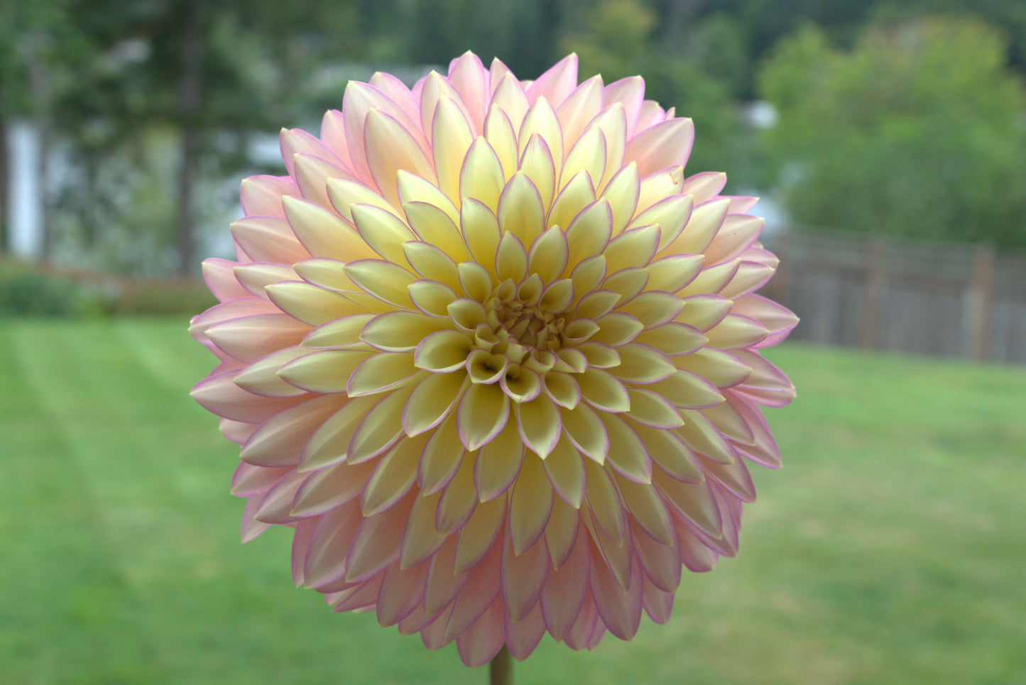 Bloomquist Blush