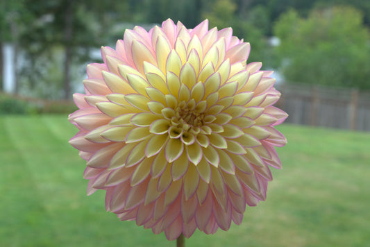 Bloomquist Blush