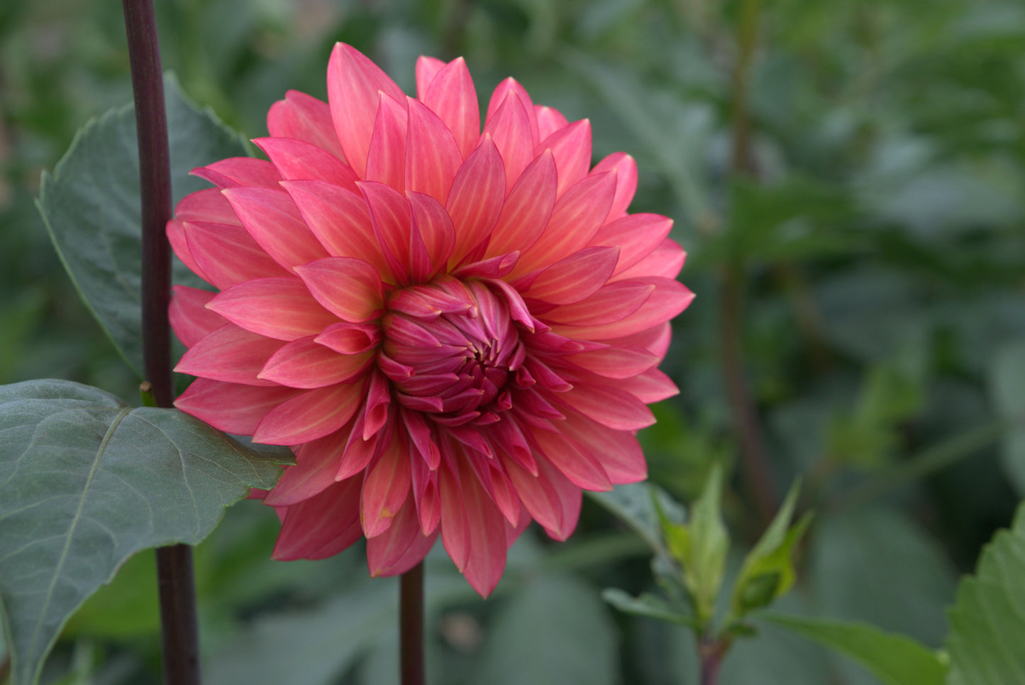 Sandia Ruthie