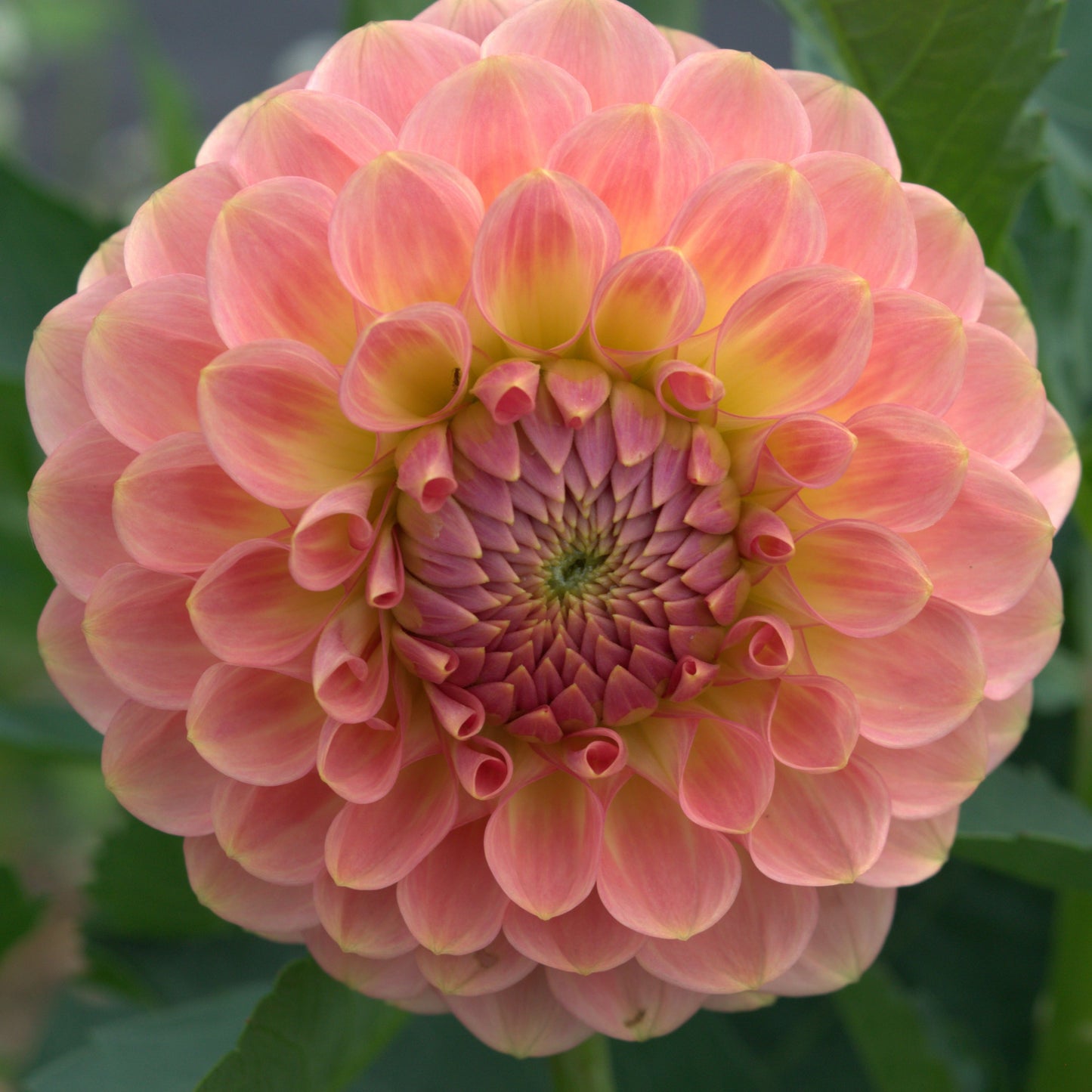 20th Ave Softer Peach