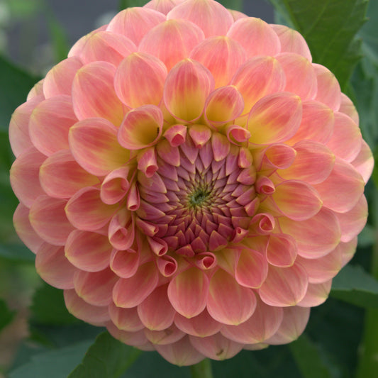 20th Ave Softer Peach
