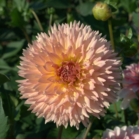 Lakeview Peach Fuzz