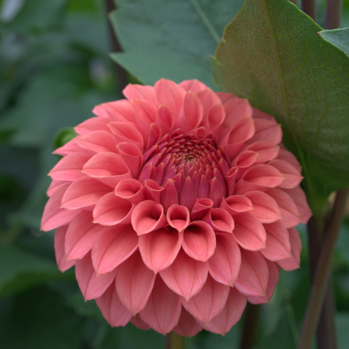 KA's® Keltie Rose – Lakeside Dahlia Farm
