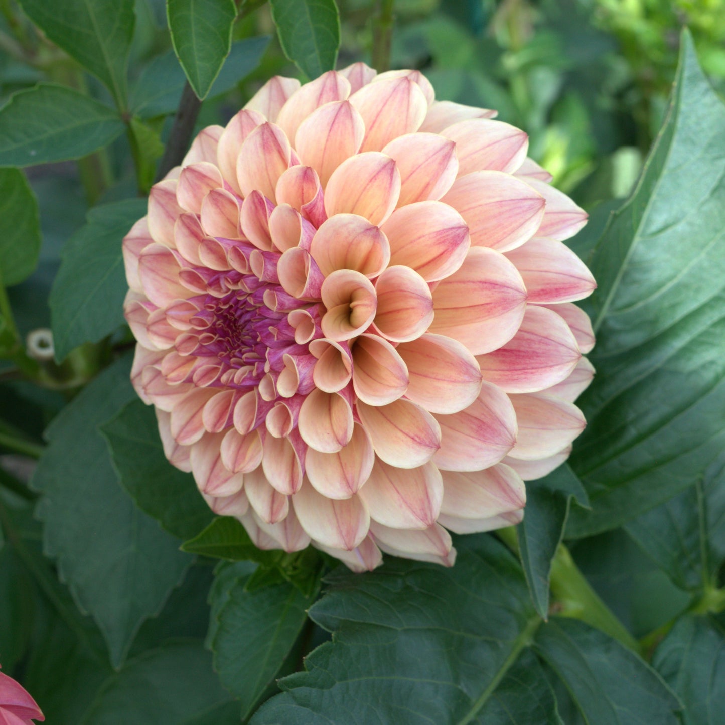 KA's® Rhubarb