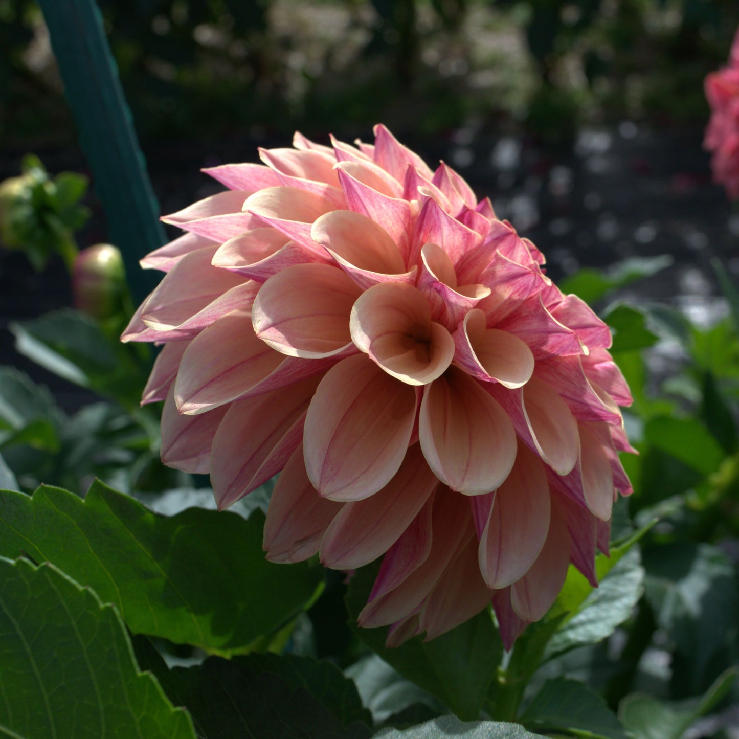 KA's® Rhubarb