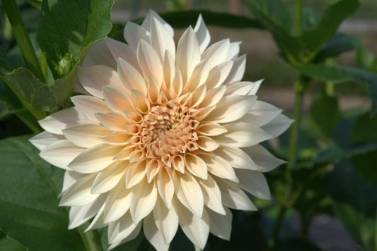 Café au Lait Mini (AKA Jolene)