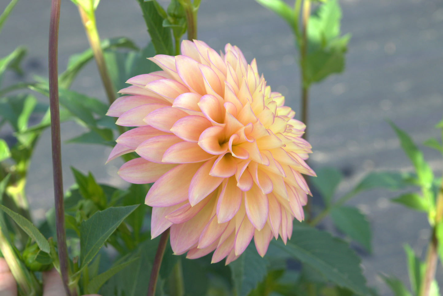 Bloomquist Blush