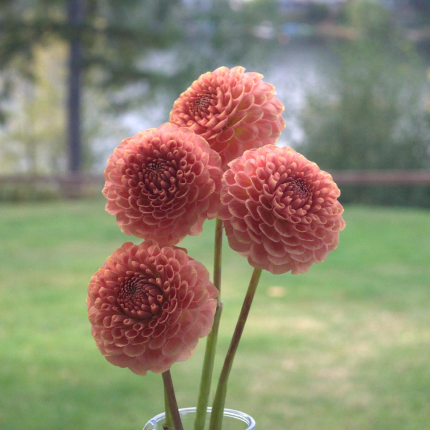 20th Ave Softer Peach