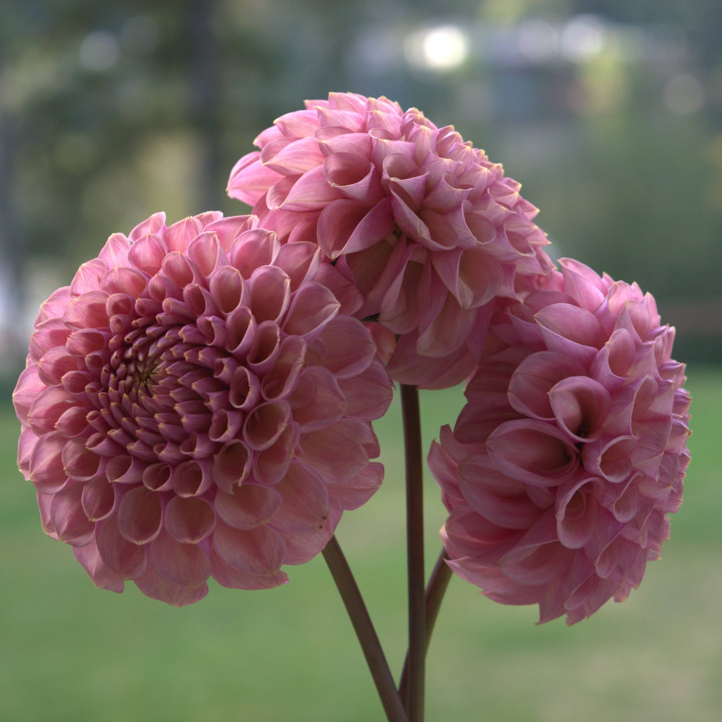 Bracken Rose (USA)