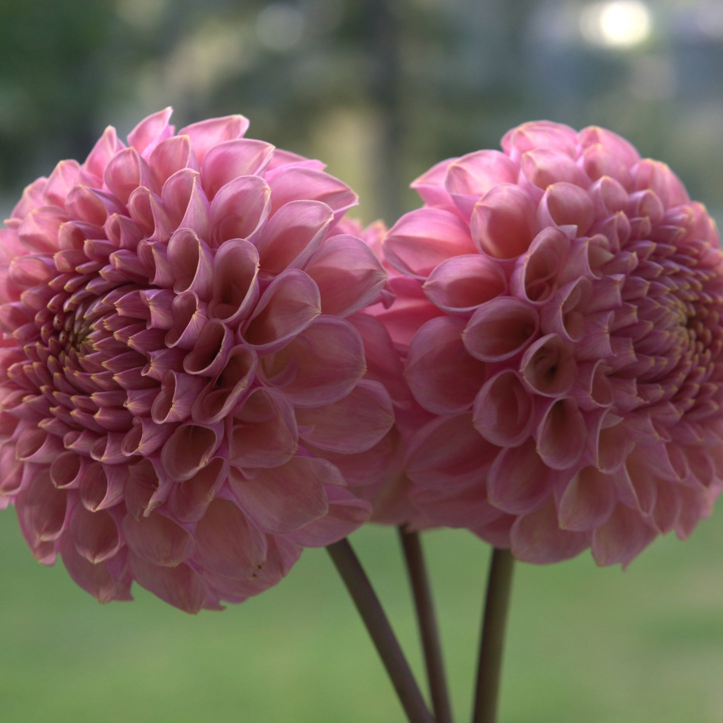 Bracken Rose (USA)