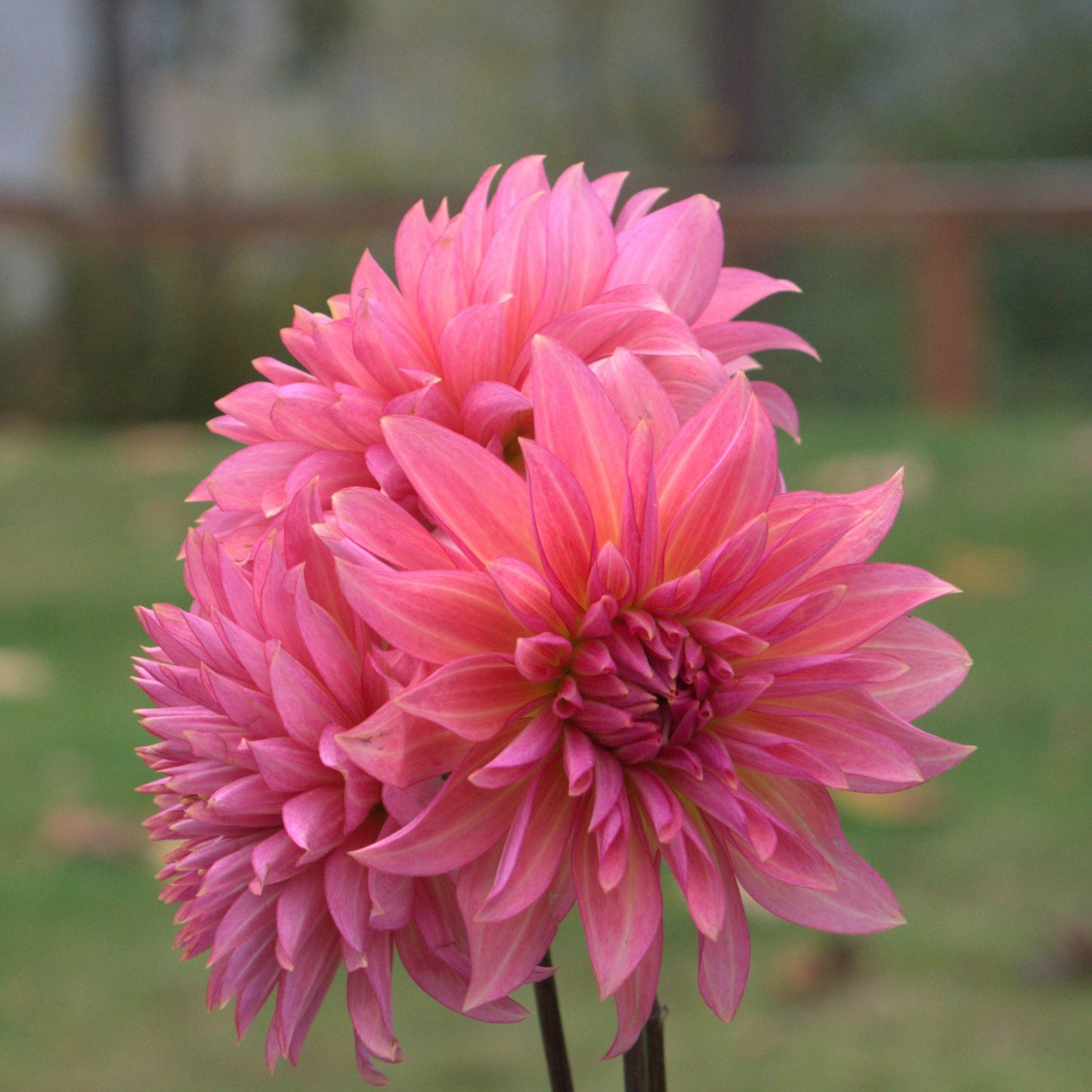 Sandia Ruthie