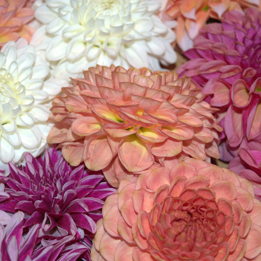 5 Stem Bunches - One for $18 or Two for $30