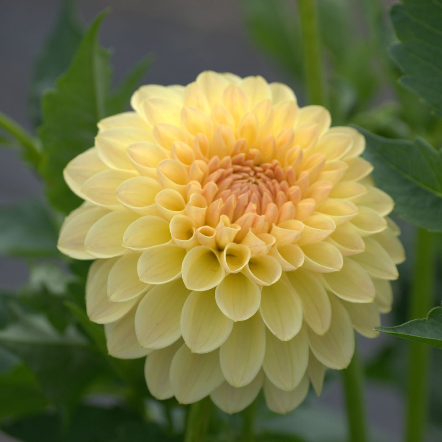 KA's® Apricot Kiss