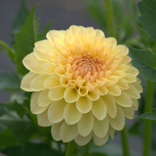 KA's® Apricot Kiss