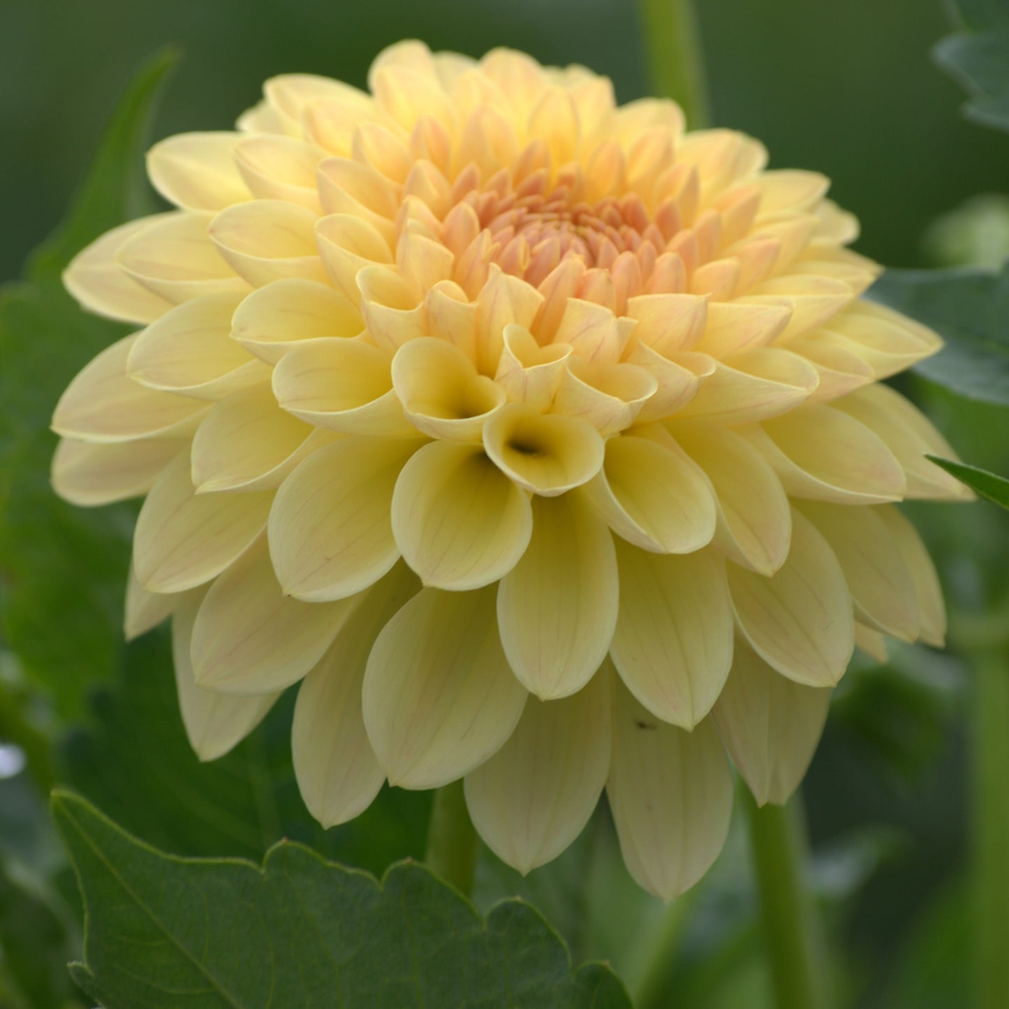KA's® Apricot Kiss