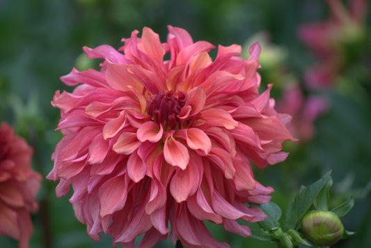 Lakeside Dahlia Farm Gift Card