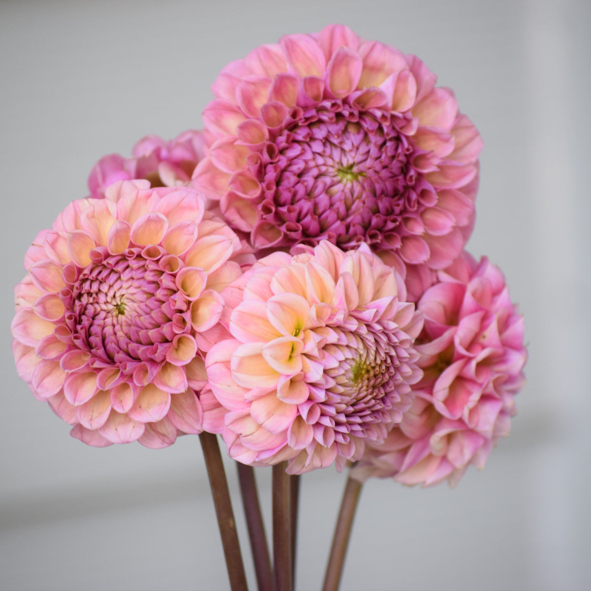 KA's® Boho Rose