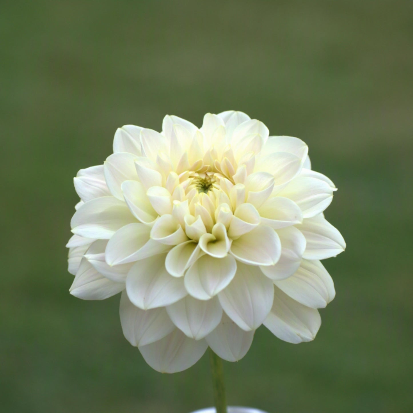 Caramel Antique