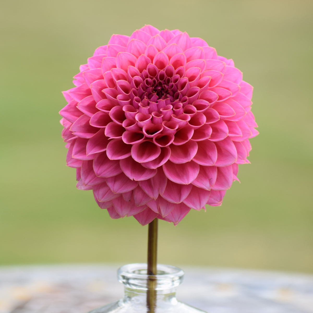 KA's® Poppin' Pink