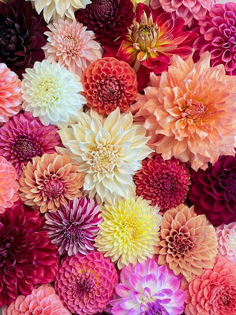 Lakeside Dahlia Farm Gift Card