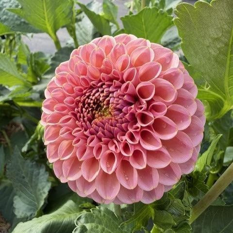 KA's® Boho Rose
