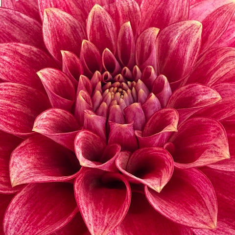 Lakeside Dahlia Farm Gift Card