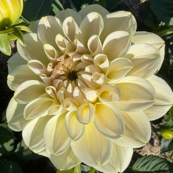 Caramel Antique