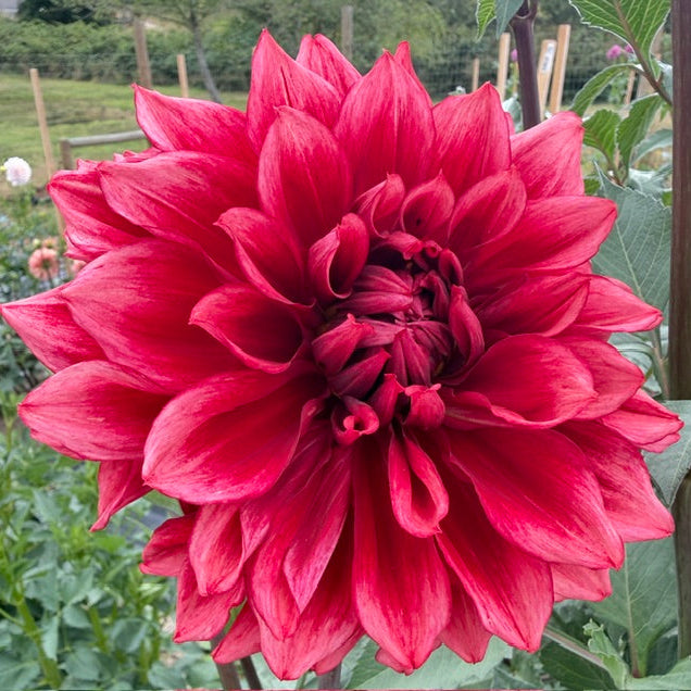 A large, vibrant red-pink dahlia flower in full bloom, photographed close-up in a garden setting with green foliage and blurred background plants.