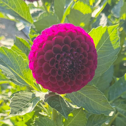A vibrant purple ball dahlia backlit with sunlight and green leaves.