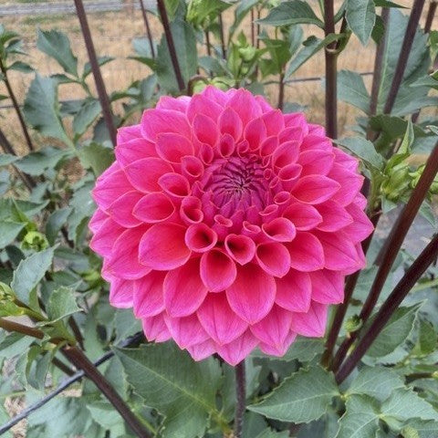 KA's® Poppin' Pink