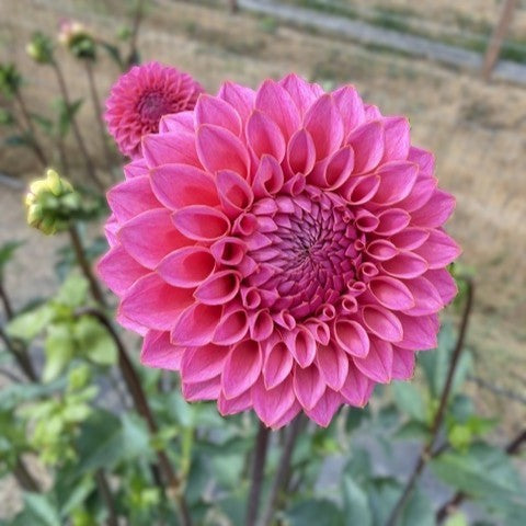 KA's® Poppin' Pink