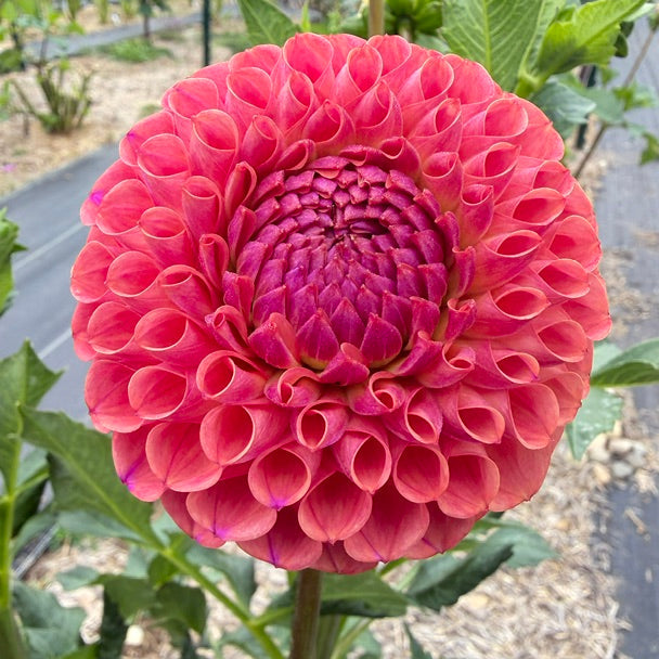 A close-up of a vibrant pinkish-red dahlia flower in full bloom, surrounded by green leaves and a blurred garden background.