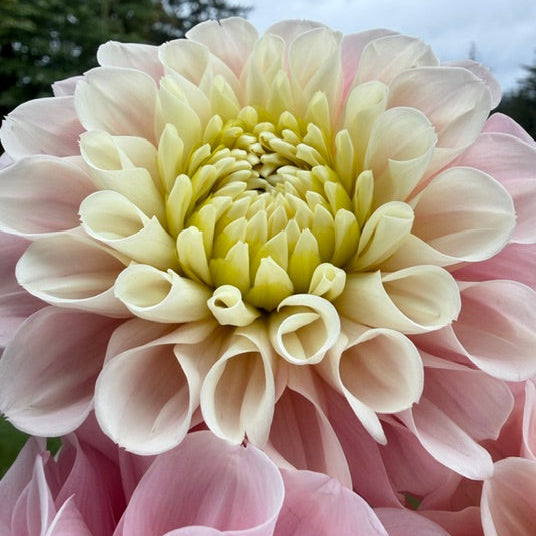 RM Ballet Blush
