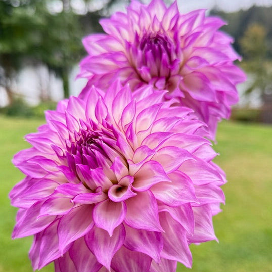 Clearview Debby