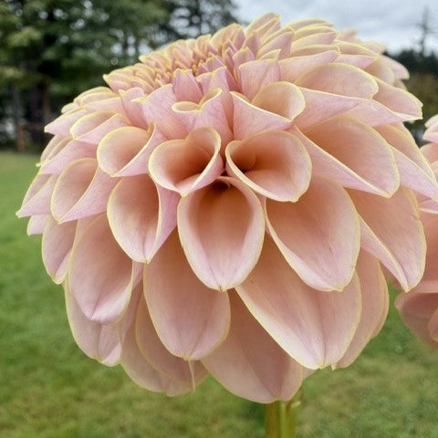 KA's® Cinder Rose