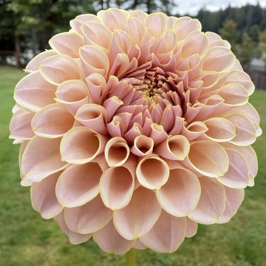 KA's® Cinder Rose