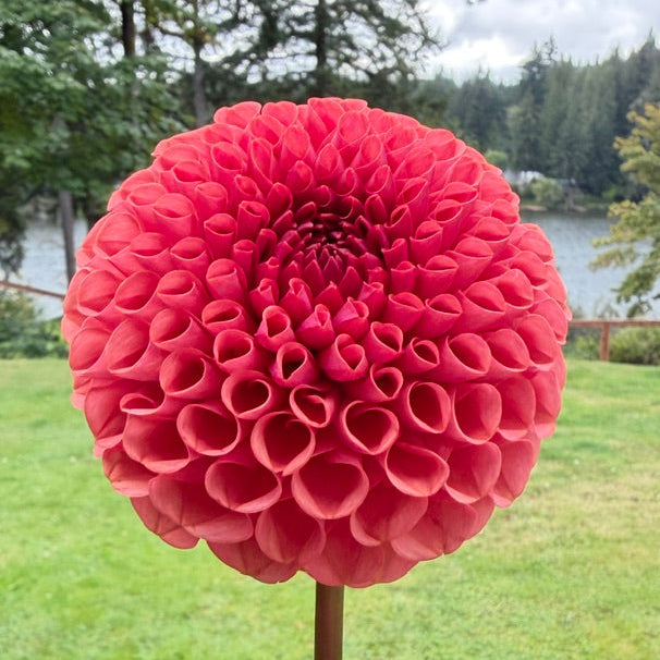 A large, vibrant red dahlia flower head mounted on a brown stake, set against a blurred background of green grass and trees near a body of water.