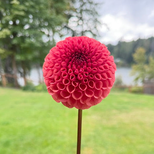 A single bright orange-red dahlia flower on a thin stem, photographed outdoors against a blurred green lawn and trees.