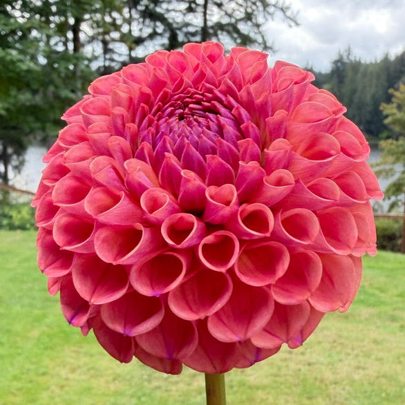 A large, vibrant pinkish-red dahlia flower in full bloom, photographed outdoors against a soft-focus background of green grass, trees, and a cloudy sky.